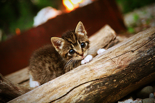 _国家游泳队备战奥运，信心满满_，国家游泳队比赛