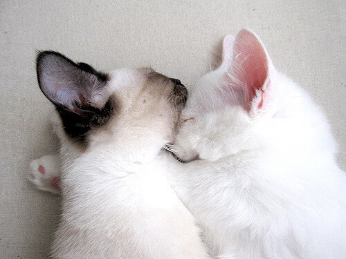 _网球神话纪念赛:传承与创新共存的盛会_,网球球赛