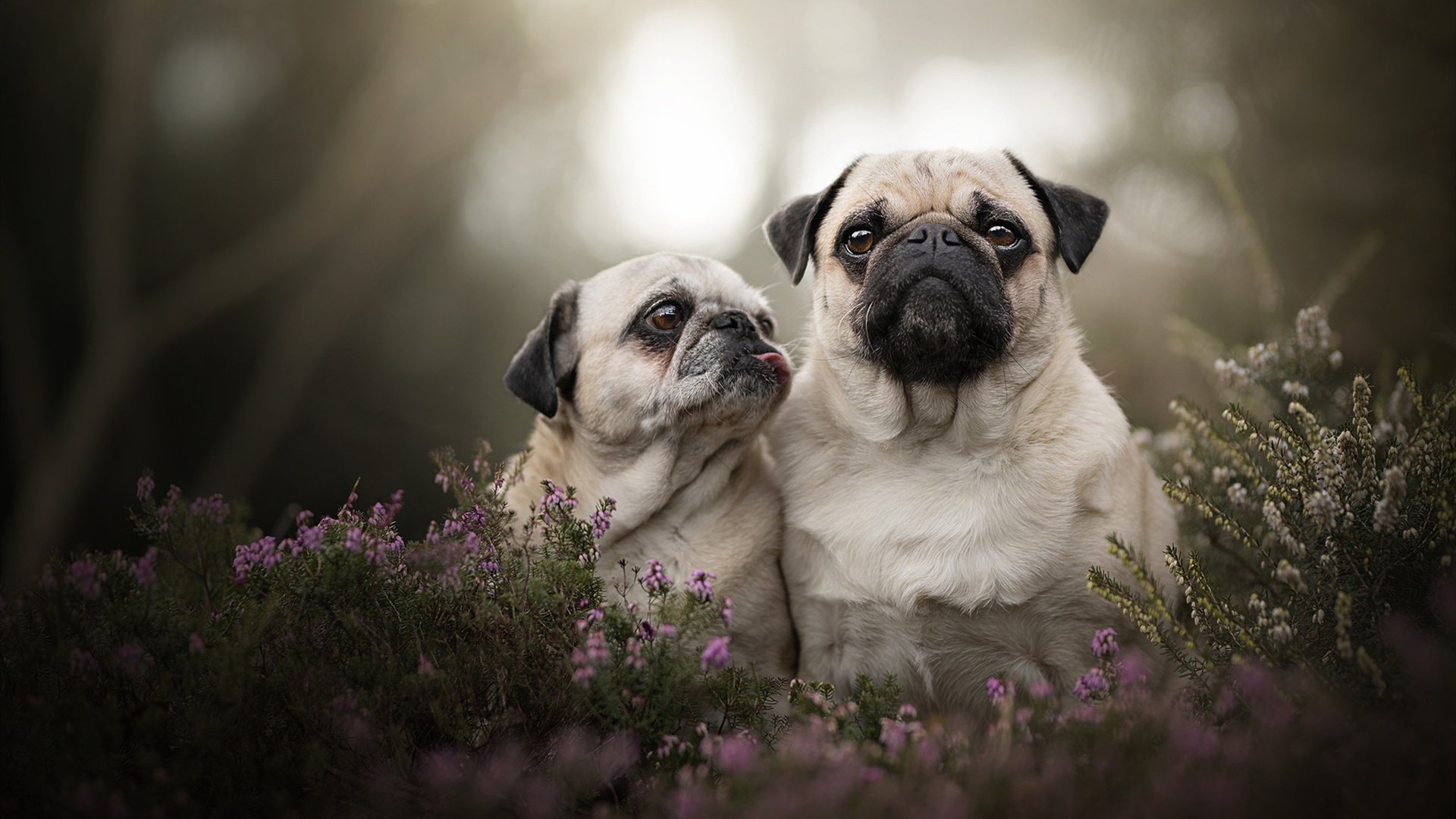 -伊朗骑手卡尔·阿里·阿尔达比在巴黎奥运会上首次亮相即夺得障碍赛银牌，表现出色。