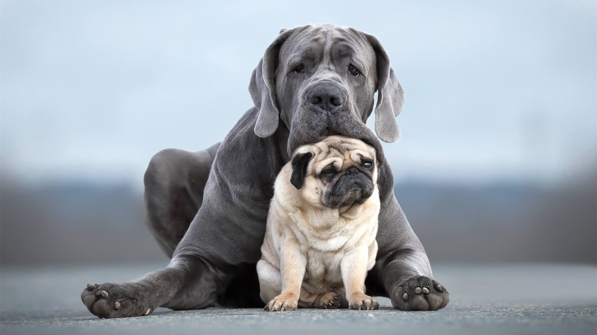 九游游戏中心官网-德甲足球文化持续繁荣，氛围浓厚增强归属感，德甲踢球风格