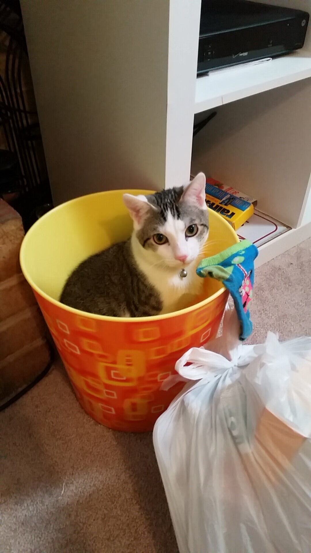 泰国马术协会与国际马术联合会合作,举办国际马术交流活动,促进技术交流。