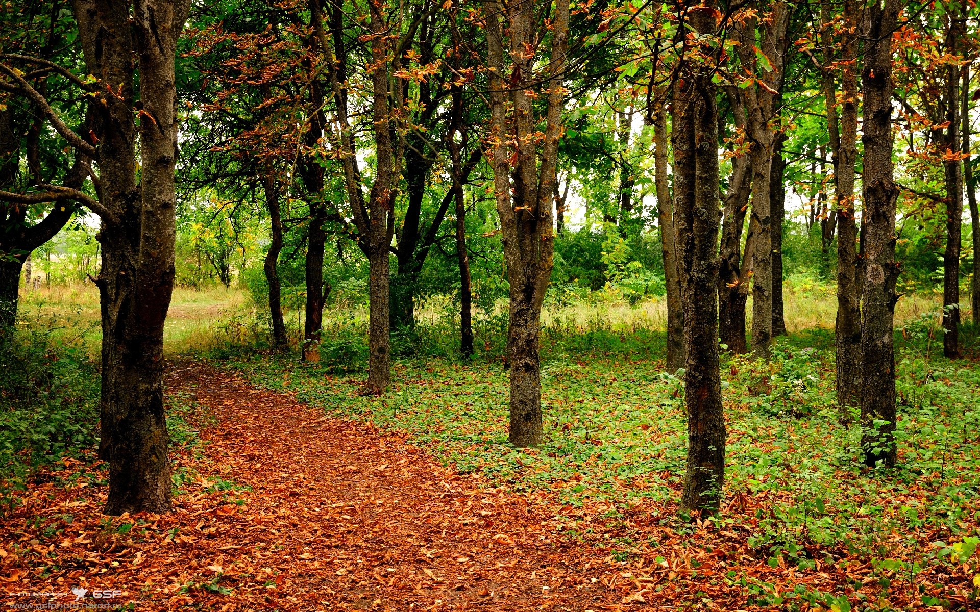 Jiu You-NBA全明星赛前瞻：东西部队伍实力对比，nba全明星东西部怎么分