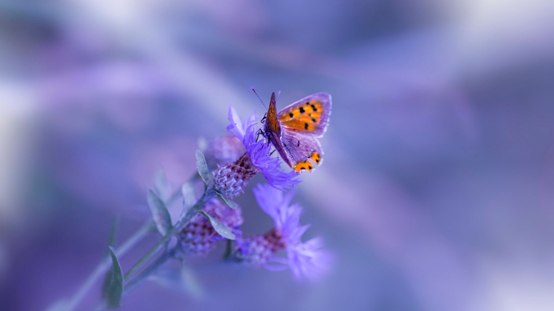 九游（jiuyou.com）游戏-佛罗伦萨主场告负，遭遇连败压力，佛罗伦萨队