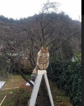 九游下载中心-女足比赛赛季揭幕，选手豪情万丈，女足精彩比赛