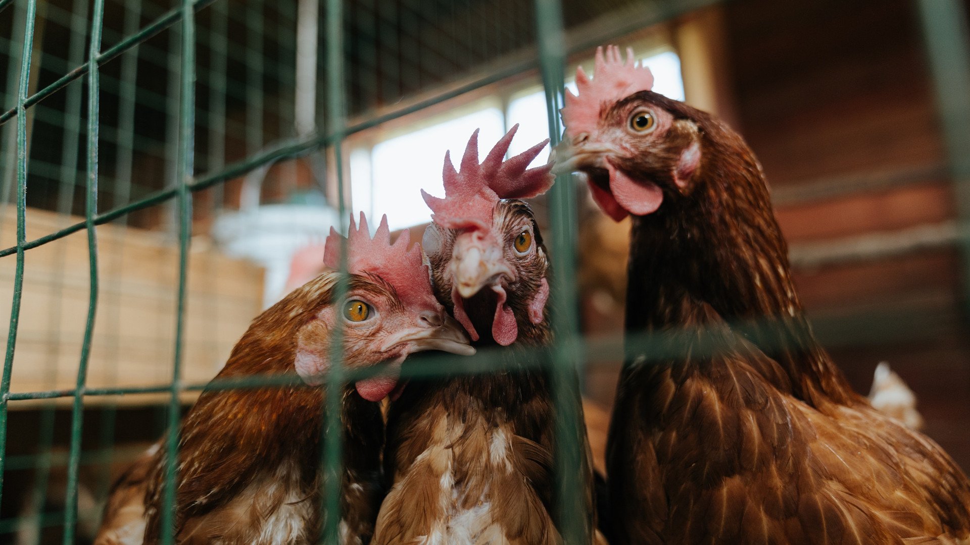 川崎前锋队长续约成功，川崎前锋队标