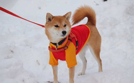 -巴萨官宣新主帅上任，哈维赛季后正式告别，巴萨已开启与哈维的谈判