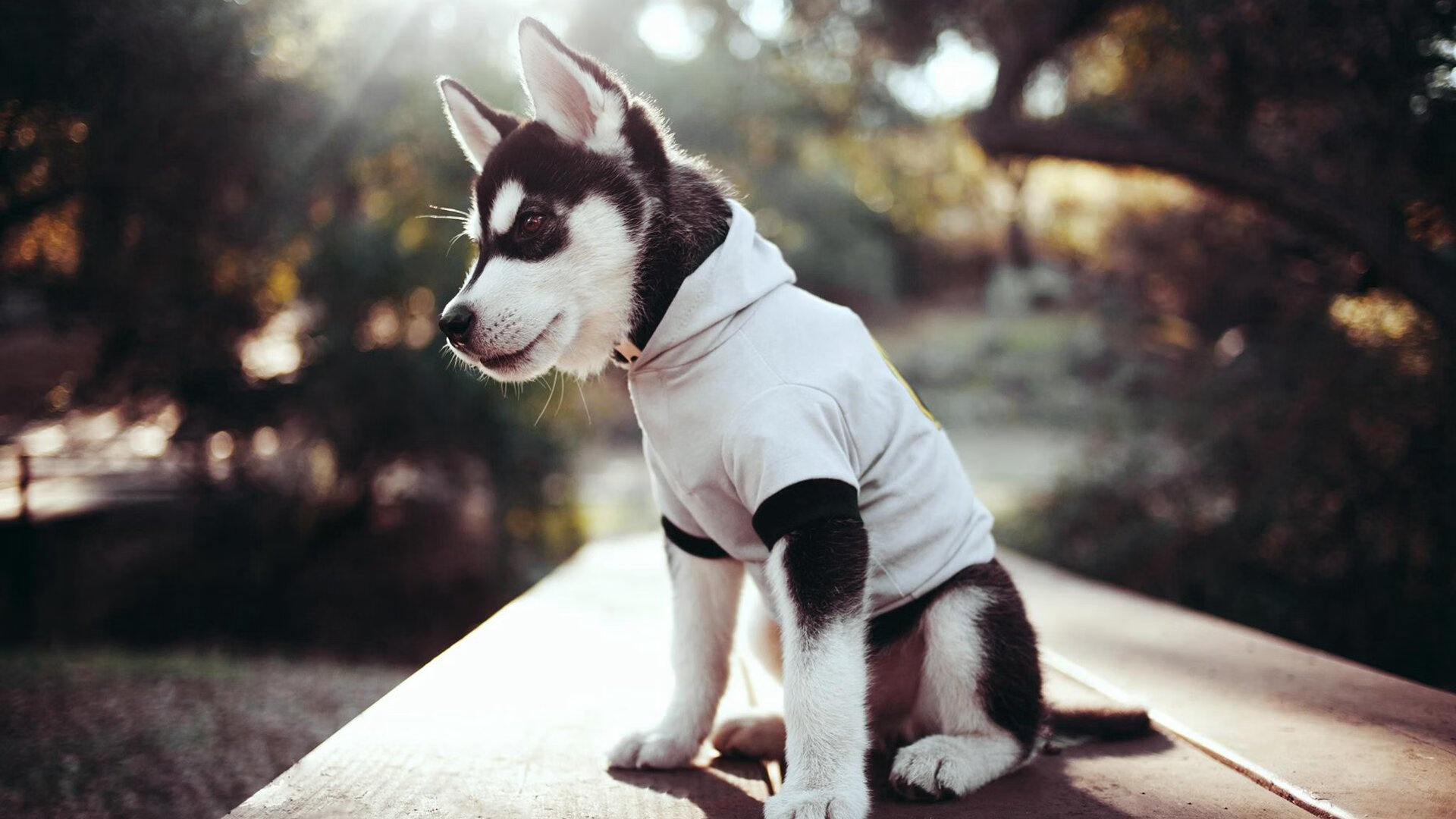 年轻球员崭露头角，展现出色表现获称赞，年轻球队