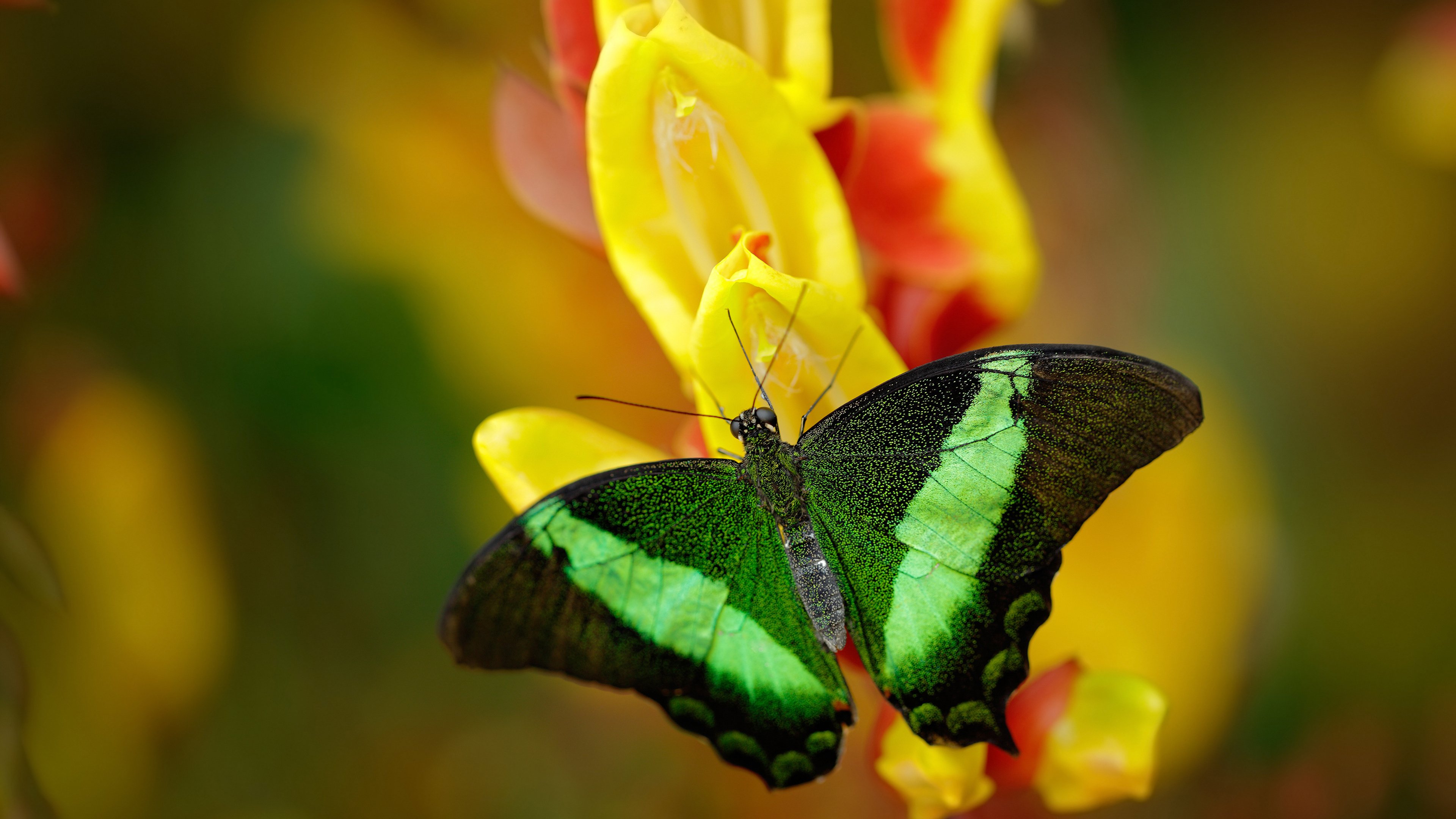 九游app下载中心-掘金中锋约基奇致命三分帮助战胜湖人，约基奇砍下27分11助 掘金5人得分上双