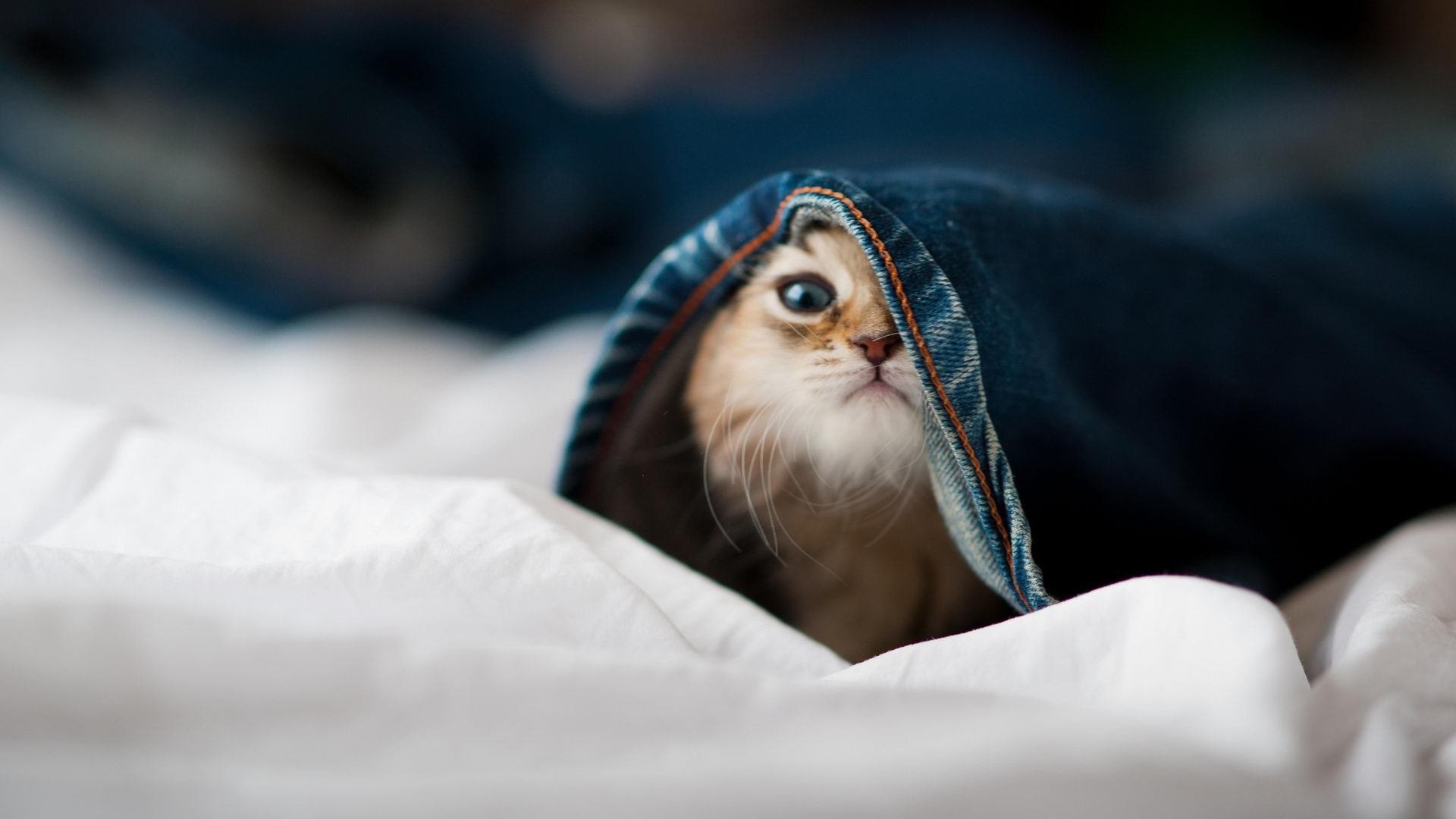 -欧洲足球巅峰对决，球场上的胜负难以预料，欧洲足球比赛排名