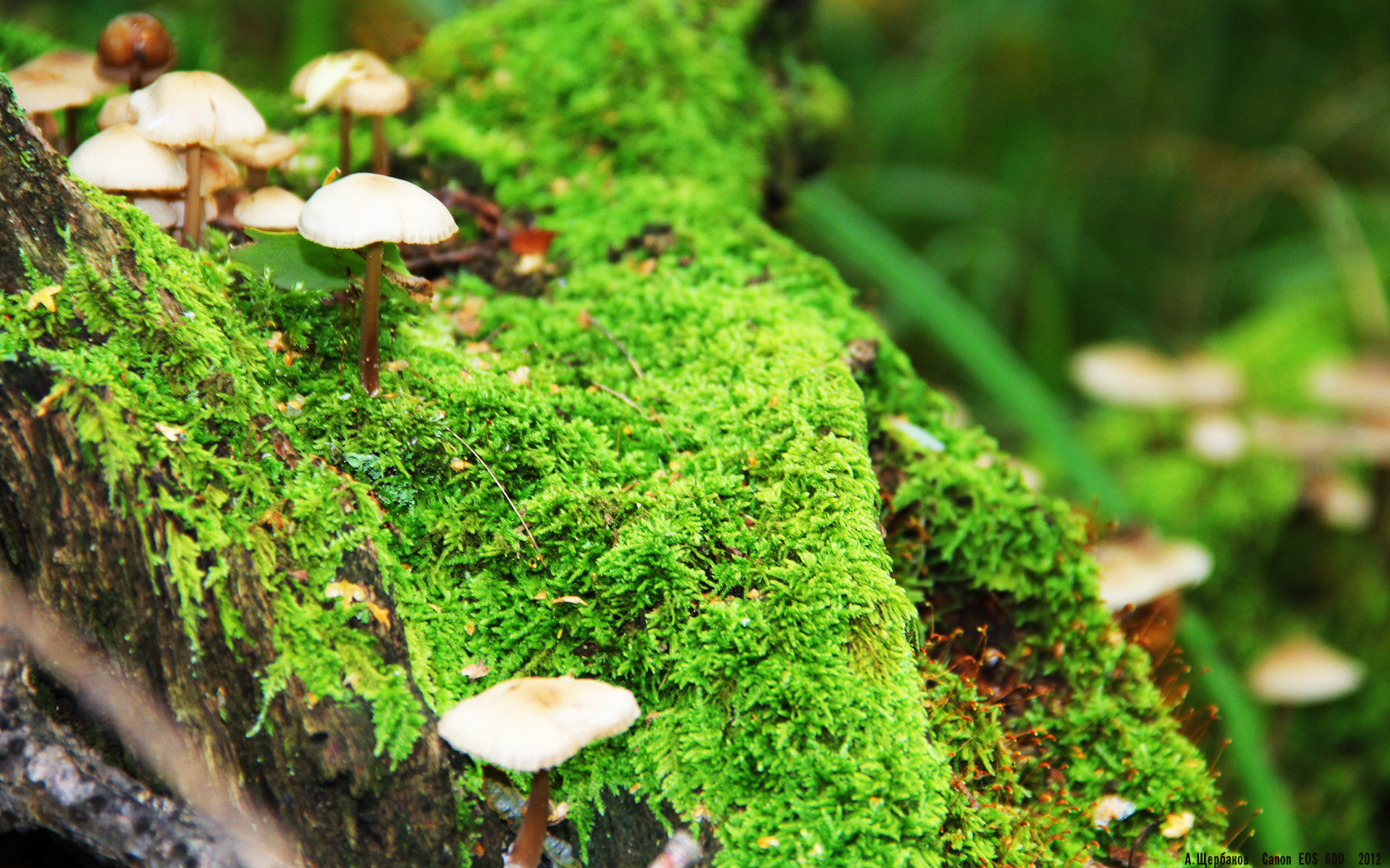 Jiuyou-王者荣耀KPL联盟通过《教练执教行为规范》草案，kpl教练资格