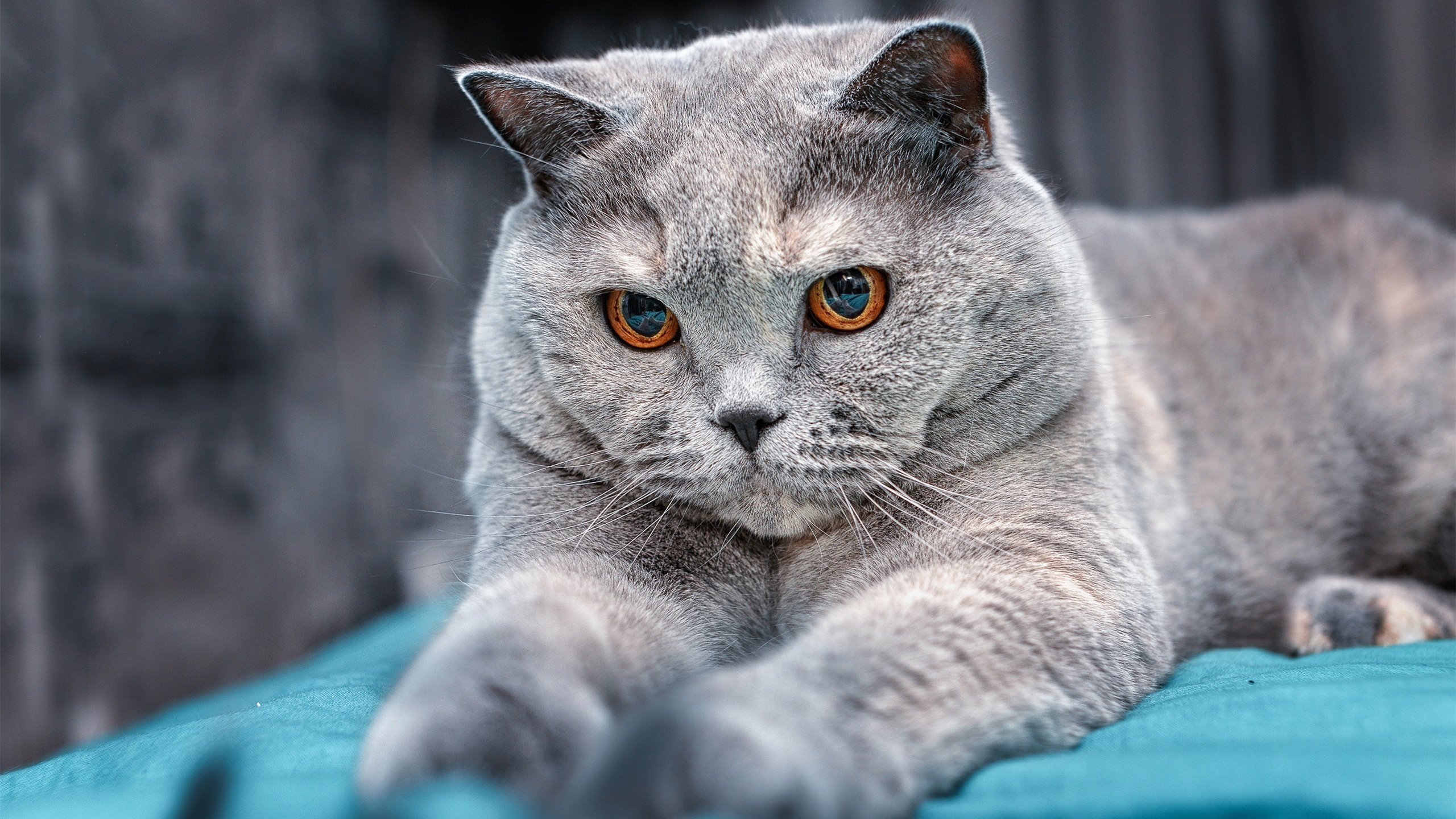 皇马闷平，贝尔受伤离场，球迷心情沉重，皇马球员贝尔去哪里了