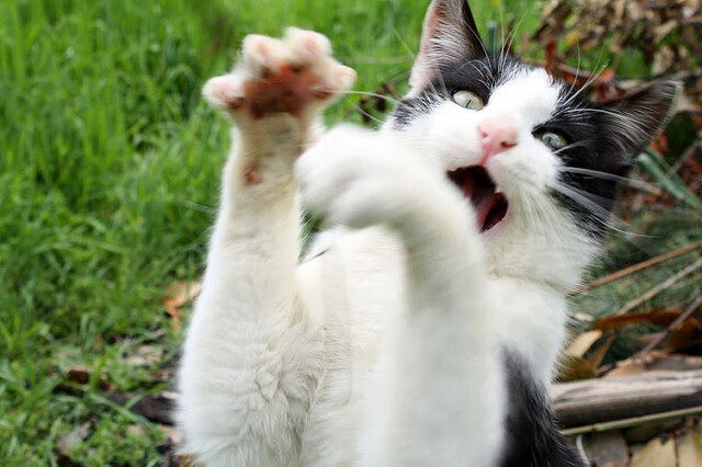 -美国队在巴黎奥运会比赛中展现出快速反击战术，美国队奥运会首发