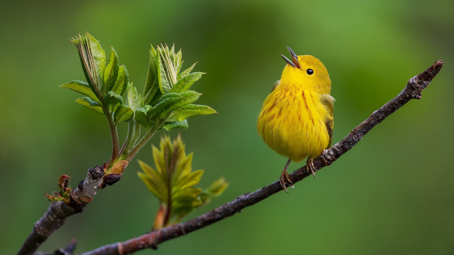 九游下载官网-莱切斯特城中场索伦森精准助攻，助球队扩大领先，莱切斯特夺冠主力