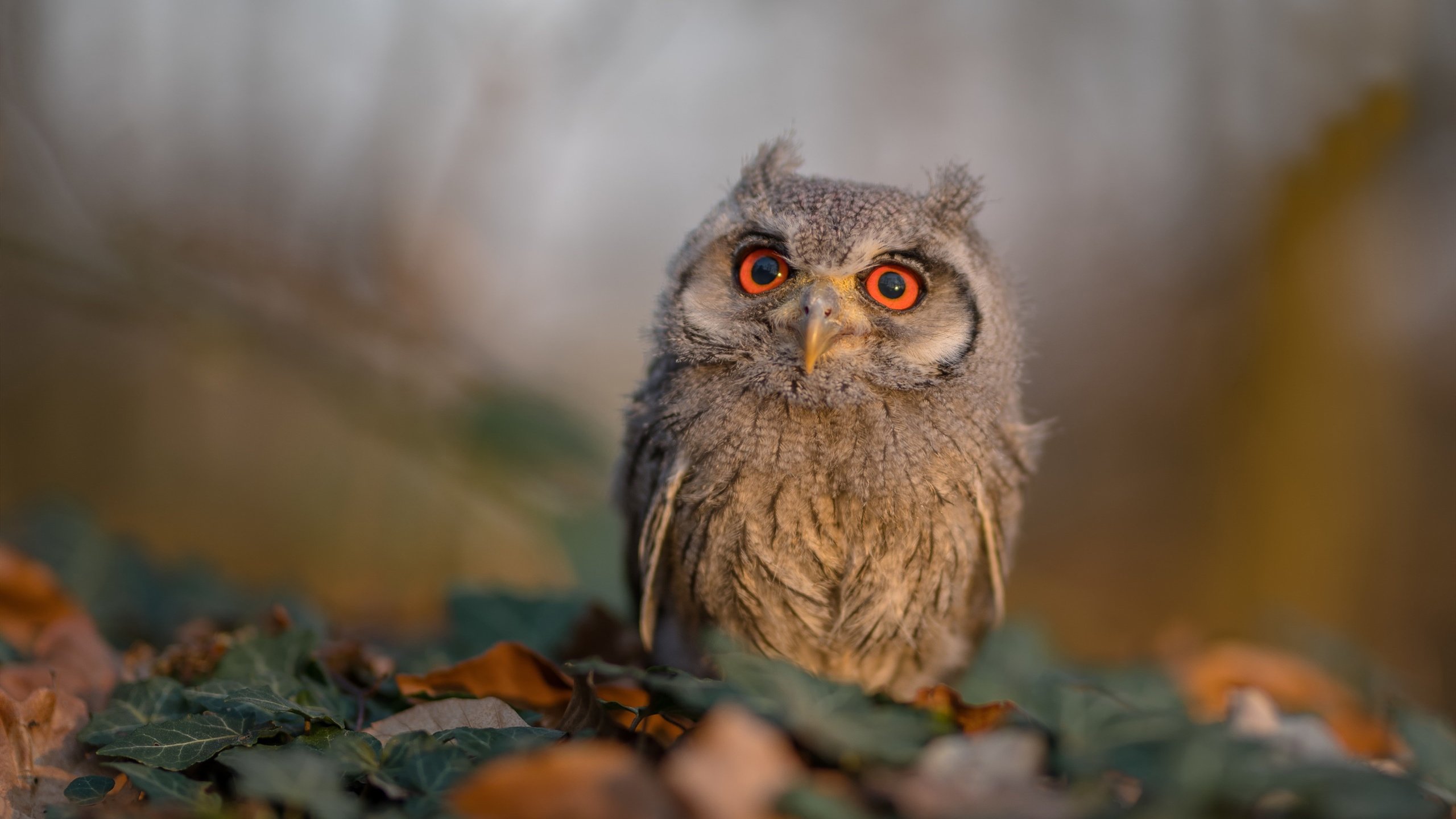 世界杯中国队惨败 球迷支持球队重建,世界杯中国队惨败 球迷支持球队重建吗