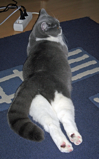 -五大联赛替补席年轻化趋势是否带动整体节奏提升，五大联赛最年轻