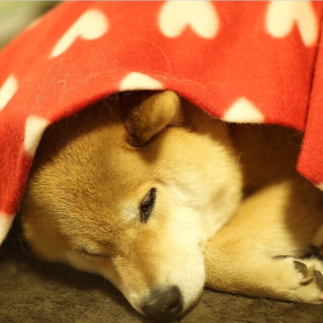 女子200蝶转身效率成制胜关键,直播_女子200米蝶泳