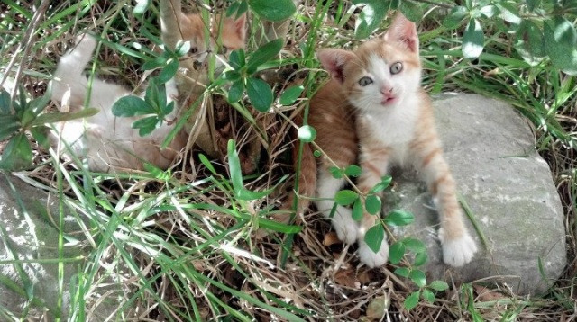 蒙彼利埃中后场联动提升整体强度,蒙彼利埃队