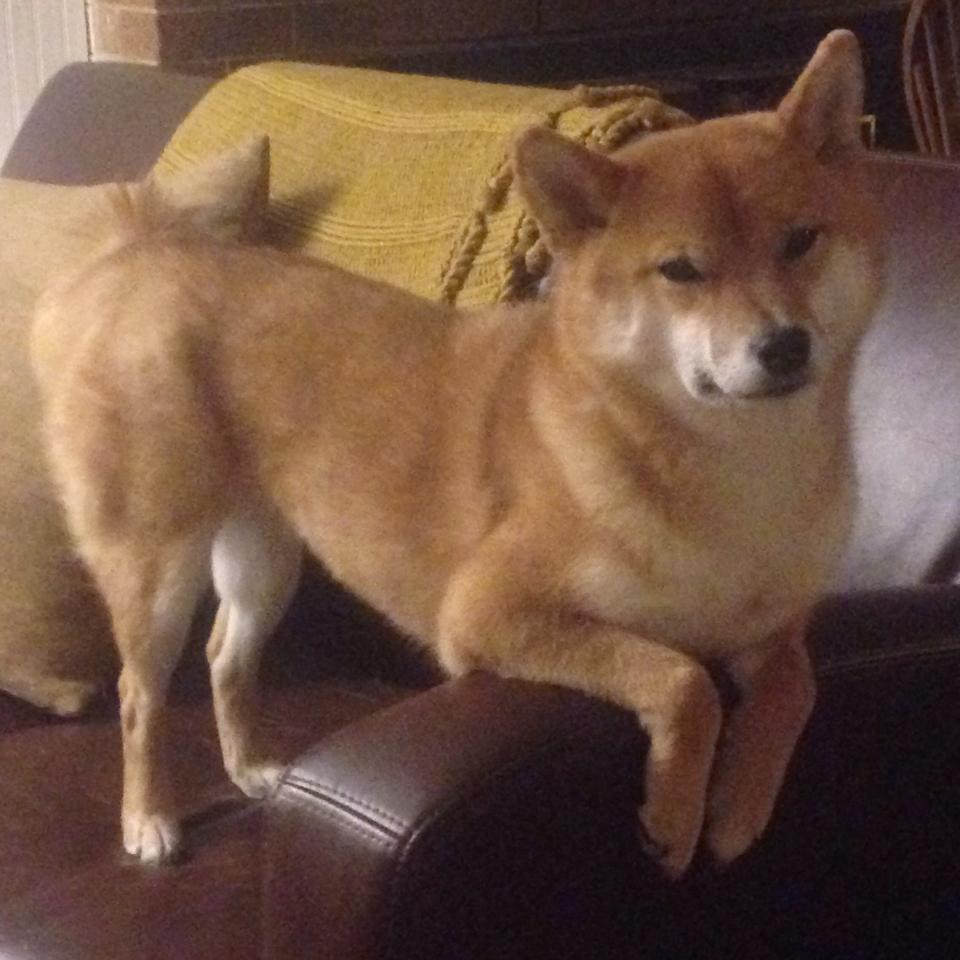 乌拉圭女篮在南美锦标赛中夺冠，提升国际影响力，乌拉圭女子篮球