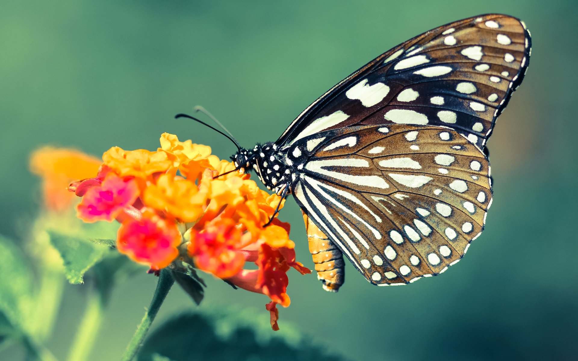 国际田径赛事落幕中国选手发挥稳定，中国国际田径队