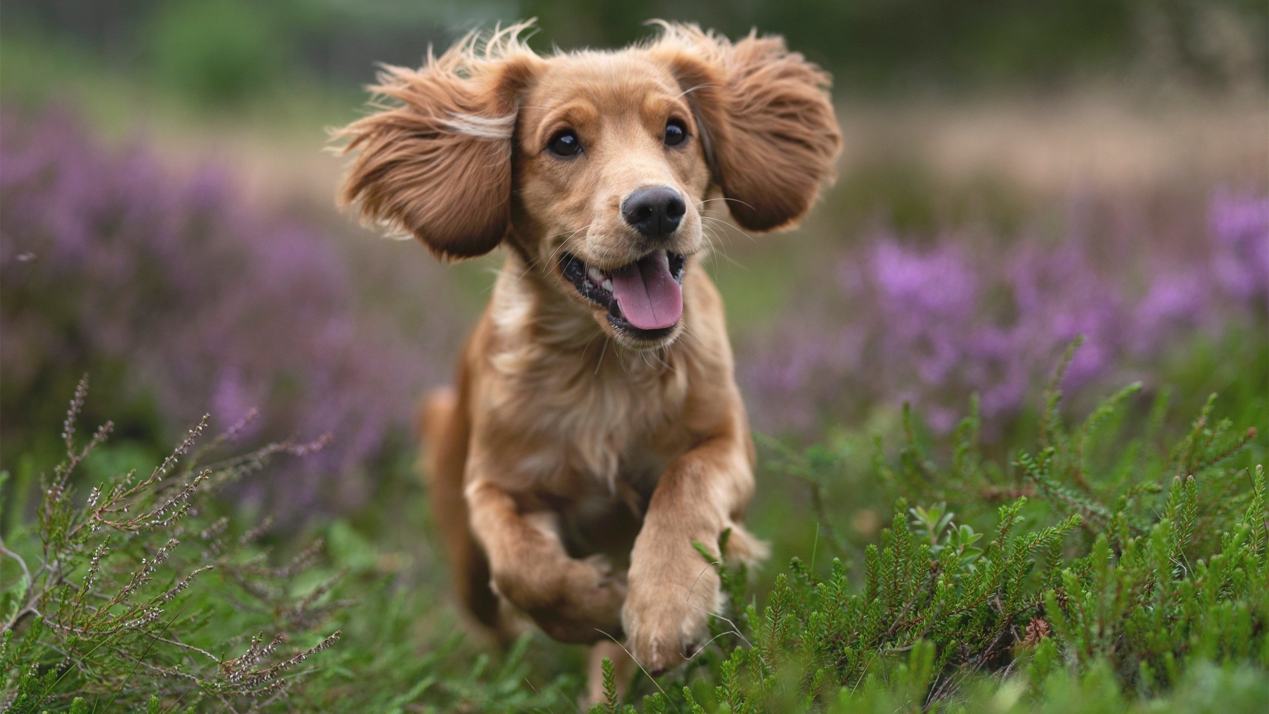 朱婷赛后怒斥裁判女排世界杯，女排世界联赛朱婷去哪了